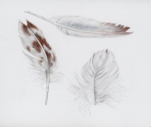 Silverpoint drawings of feathers